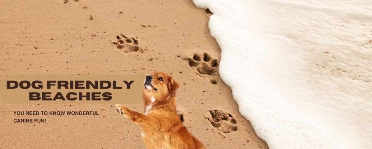 Dog Friendly Beaches
